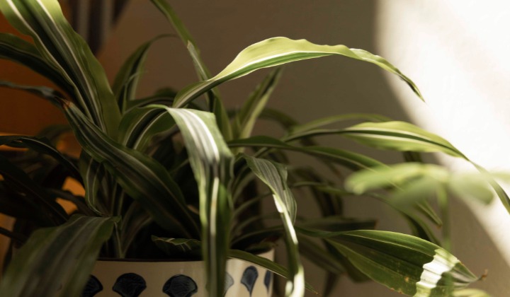 The Larger Pot | North&Co.  North&Co.